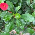 Euphorbia geroldii Leaf