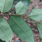 Dialium bipindense Blatt