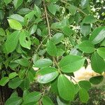 Ficus colubrinae Leaf