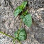 Mirabilis longiflora Blatt