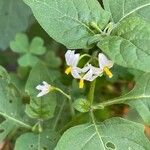 Solanum douglasii 花