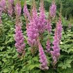 Astilbe rubra Цветок