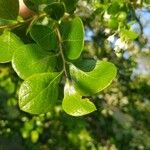 Vaccinium arboreum Folha