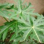 Carica papaya 葉