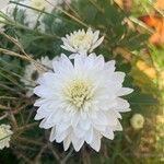 Chrysanthemum indicumBlomst