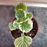 Coleus madagascariensis Leaf