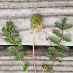 Sanguisorba minor Fuelha