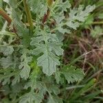 Jacobaea erucifolia Blatt