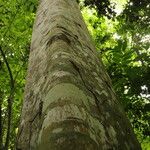 Celtis mildbraedii Rinde