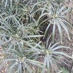 Cyperus tenuis