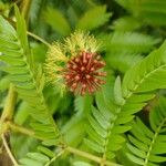 Cojoba arborea Flower