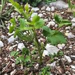 Pimpinella anisum Feuille