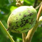 Juglans regia Плід