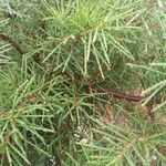 Hakea sericea Blad