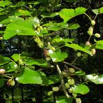 Morus alba Hoja