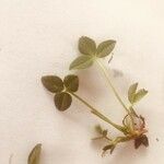 Trifolium pallescens Leaf