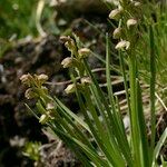 Chamorchis alpina Habitus