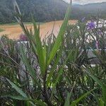 Ruellia simplex Blatt