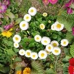 Bellis rotundifolia Flower