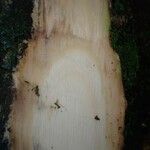 Duboscia macrocarpa Corteza