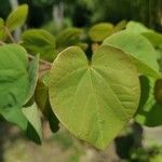 Cercis siliquastrum Feuille