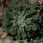 Saxifraga cochlearis Habitus