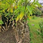 Brugmansia suaveolens Habit