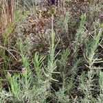 Lavandula stoechas Blad