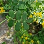 Coronilla coronata Liść