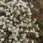 Arenaria aggregata Flor
