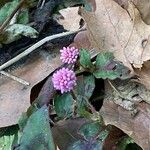 Persicaria capitataFlor