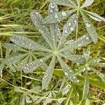 Lupinus luteus Leaf