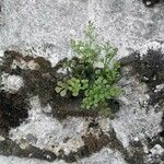 Asplenium ruta-muraria Habit