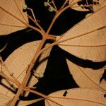 Miconia stevensiana Leaf
