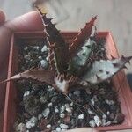 Aloe broomii 葉