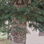 Abies concolor Leaf