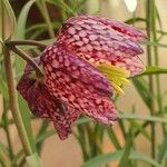 Fritillaria meleagris Blüte
