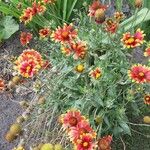 Gaillardia pulchella 花