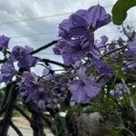 Solanum wendlandii Blüte