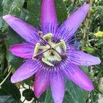 Passiflora amethystina Цветок