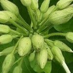 Nicotiana sylvestris Blomma