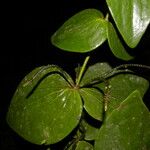 Oryctanthus cordifolius Blatt