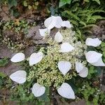 Schizophragma hydrangeoides ᱵᱟᱦᱟ