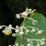 Saurauia montana Flower