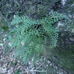 Asplenium fontanum Celota