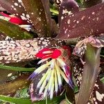 Billbergia vittata Flower