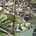 Gurania makoyana Fruto