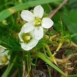 Sagina glabra Flower