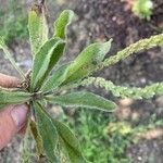 Plantago rhodosperma Liść