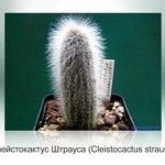 Cleistocactus strausiiЛіст